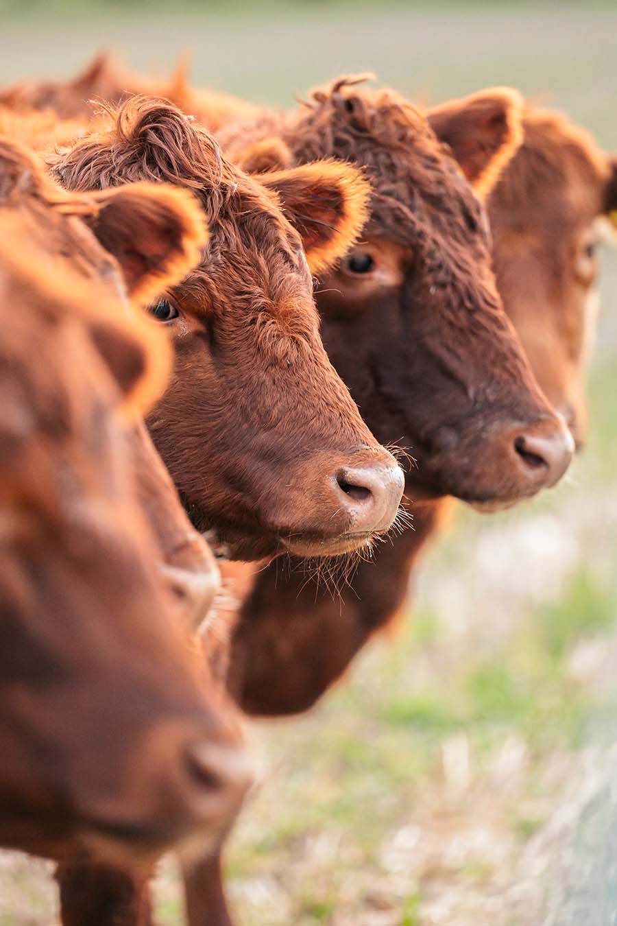 Herde Angus Rinder auf Weide