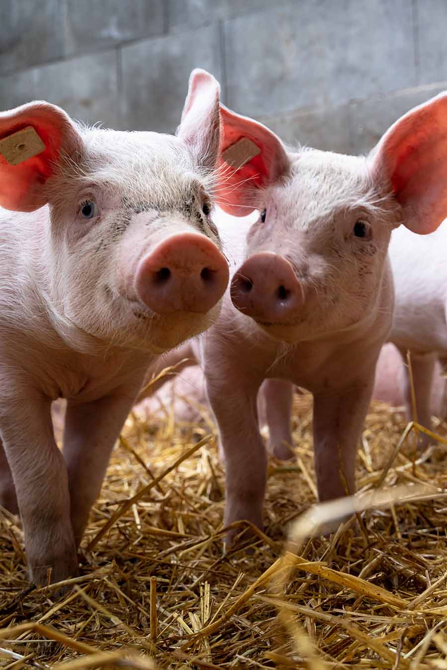 Ferkel im Stall